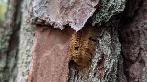 Carolina Mantis eggs on a tree