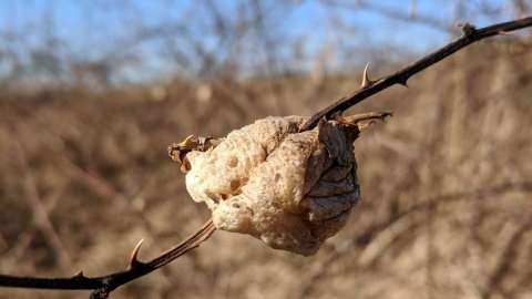 Picture of Chinese mantid on a stick