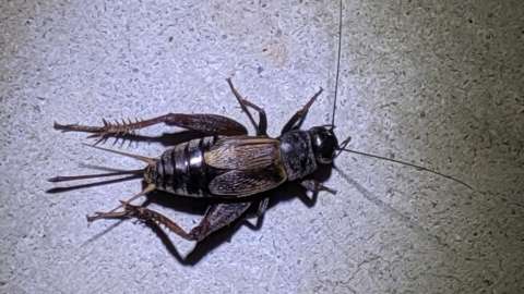 Field Cricket sitting on concrete