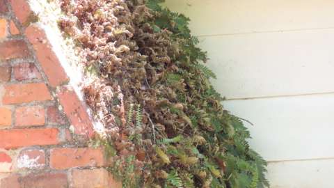 Resurrection Fern on a building structure, beginning to wilt.