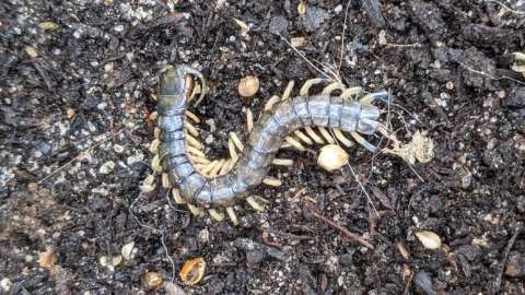 Eastern Bark Centipede