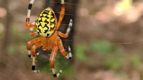 Marbled Orbweaver in spiderweb