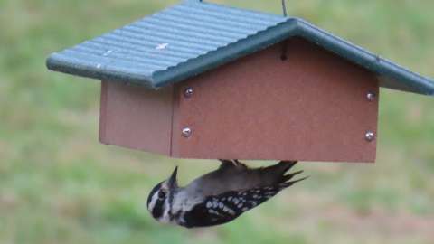 Female Downy Woodpecker