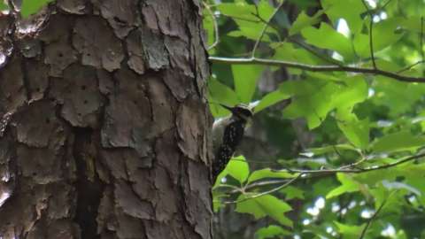 Hairy Woodpecker (Dryobates villosus)