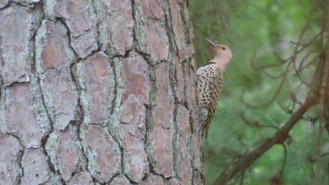 Northern Flicker Woodpecker (Colaptes auratus)