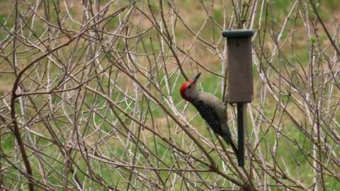 Red-bellied Woodpecker (Melanerpes carolinus)