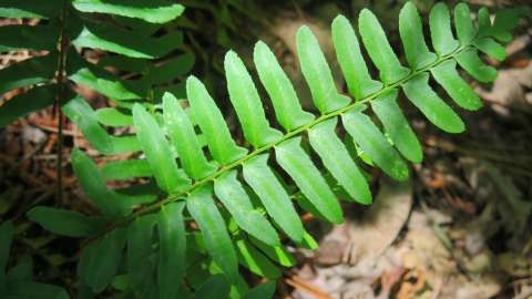 Christmas Fern leaflets