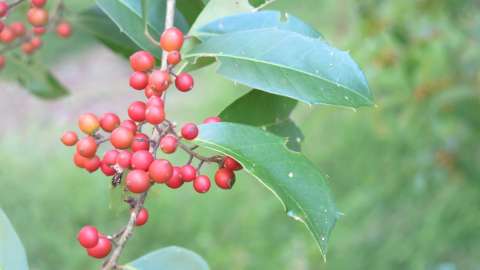 berries and leaves on a branch