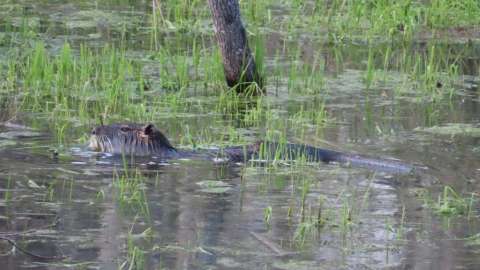 Nutria swimming