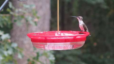 Female Ruby-throated Hummingbird