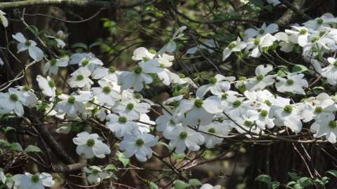 Flowering Dogwood tree beginning to bloom.