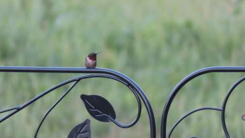 Male Ruby-throated Hummingbird