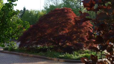 Red lace-leaf Japanese Maple