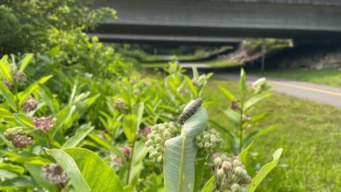 Monarch caterpillar on Milkweed