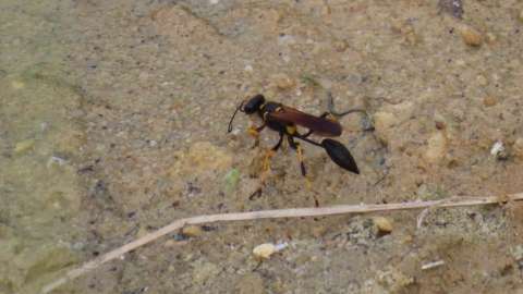 A yellow-legged mud dauber wasp gathering mud along a creek.