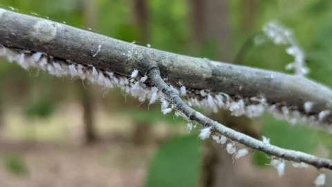 small fuzzy insects called Beech Blight Aphids