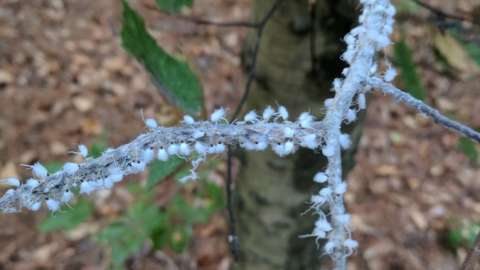 small fuzzy insects called Beech Blight Aphids