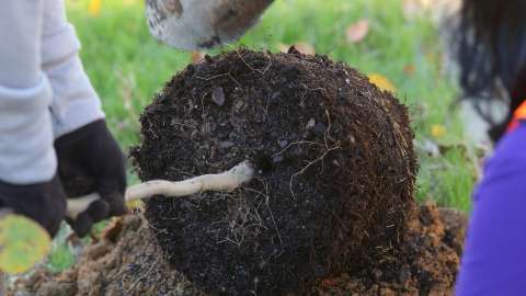 a person planting a tree into the a hole in the ground