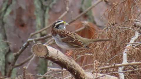 A white-striped morph of White-Throated Sparrow