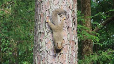 a squirrel climbing down a tree