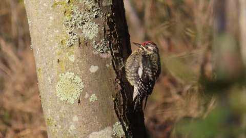 a female yellow-bellied sapsucker an a Lake Johnson tree