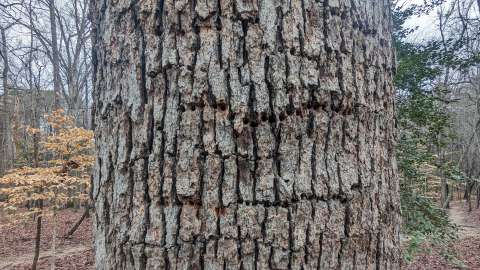 Horizontal holes made by a Yellow-bellied Sapsucker