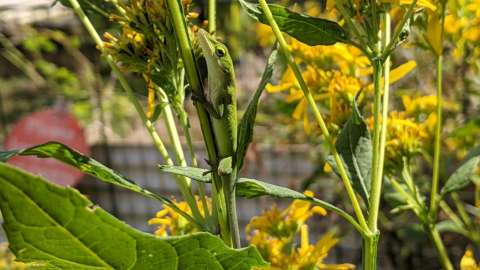 Anole blending in with the stem of some flowers.