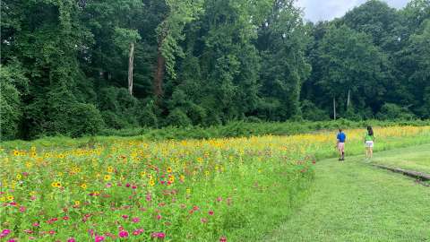 people overlooking a pollinator protection area