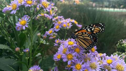 a butterfly on purple flowers