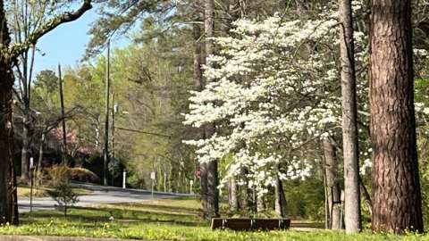 a flowering dogwood tree in Windemere Beaver Dam Park