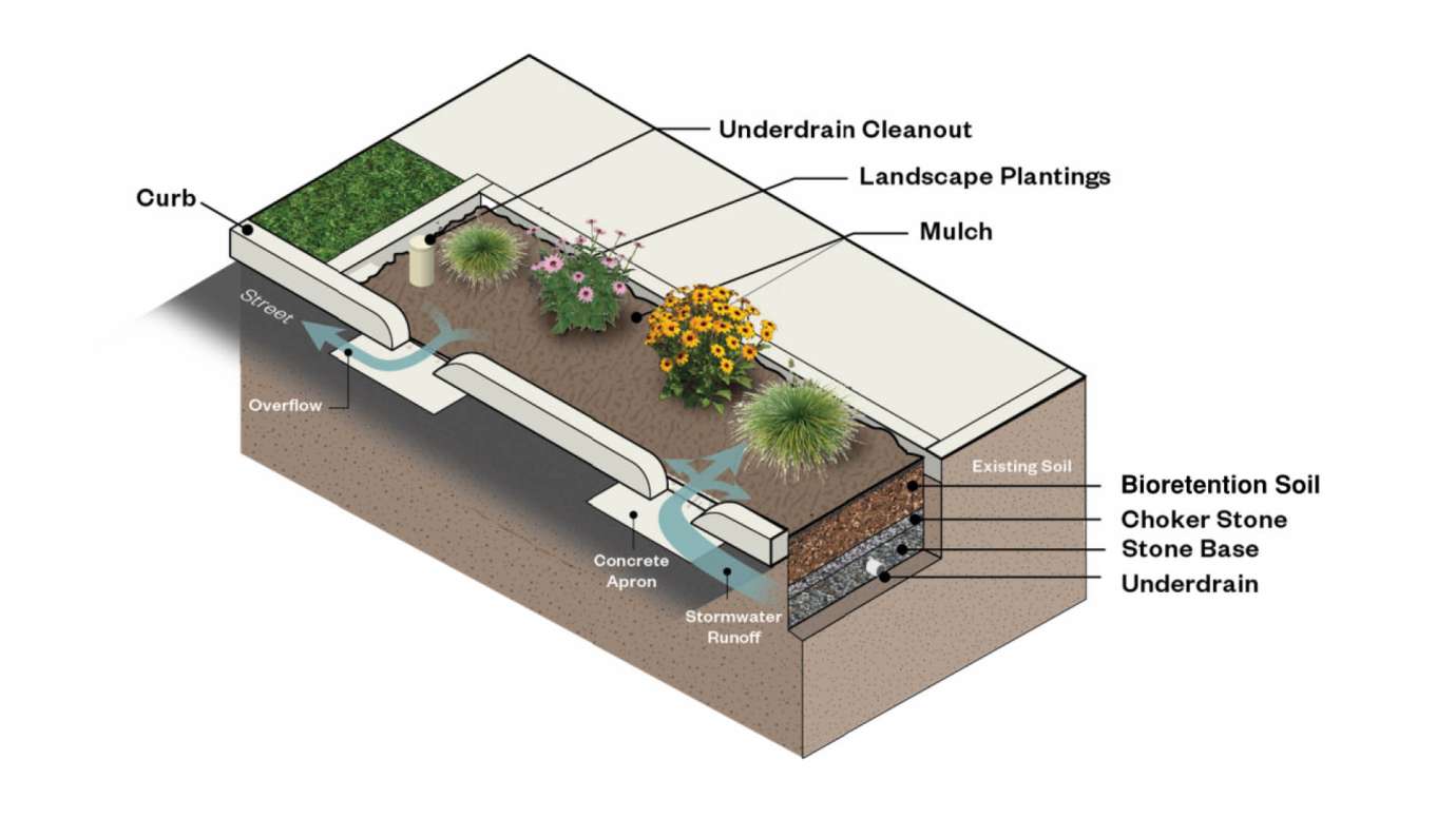 A rendering of the plants, soil, and pipes in the bioretention on Peterson Street. 