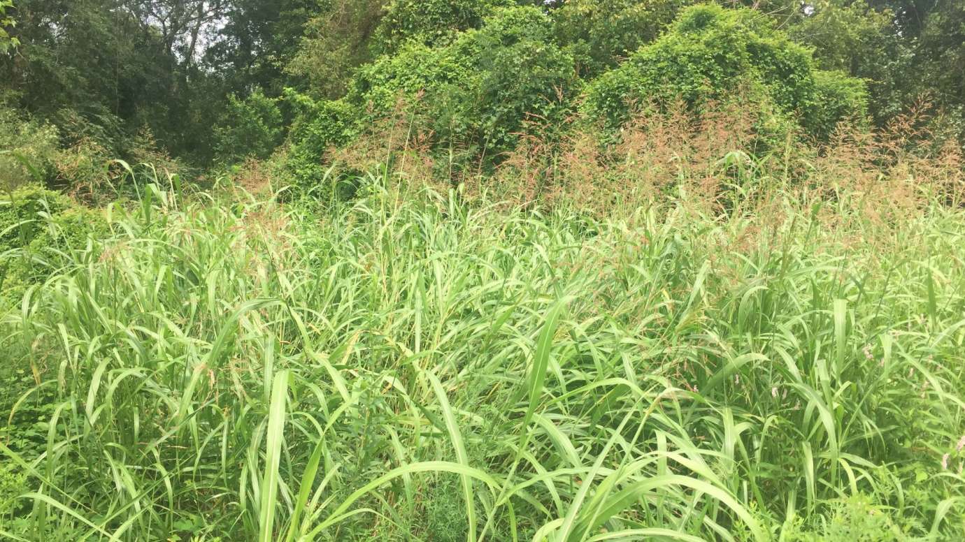 Tall green johnsongrass in field