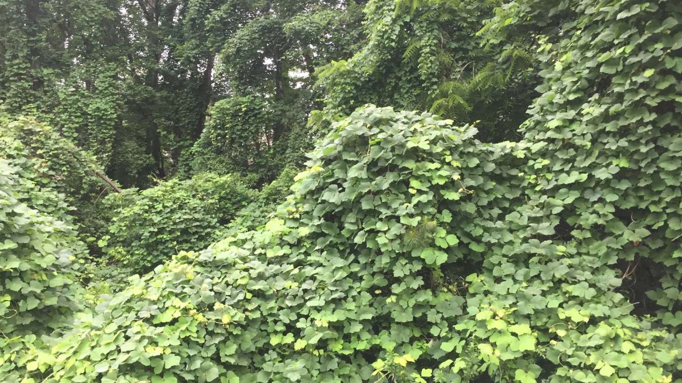 Green kudzu leaves overgrown