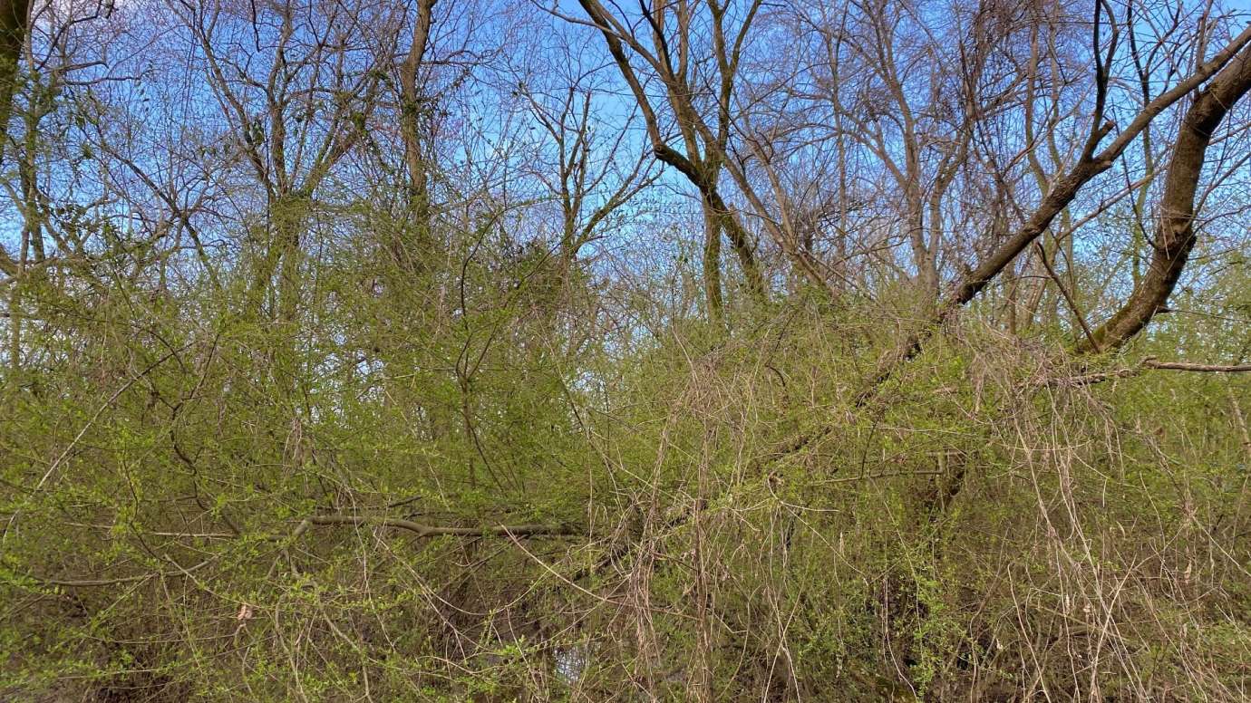 Green privet plant vines growing over other trees in woods