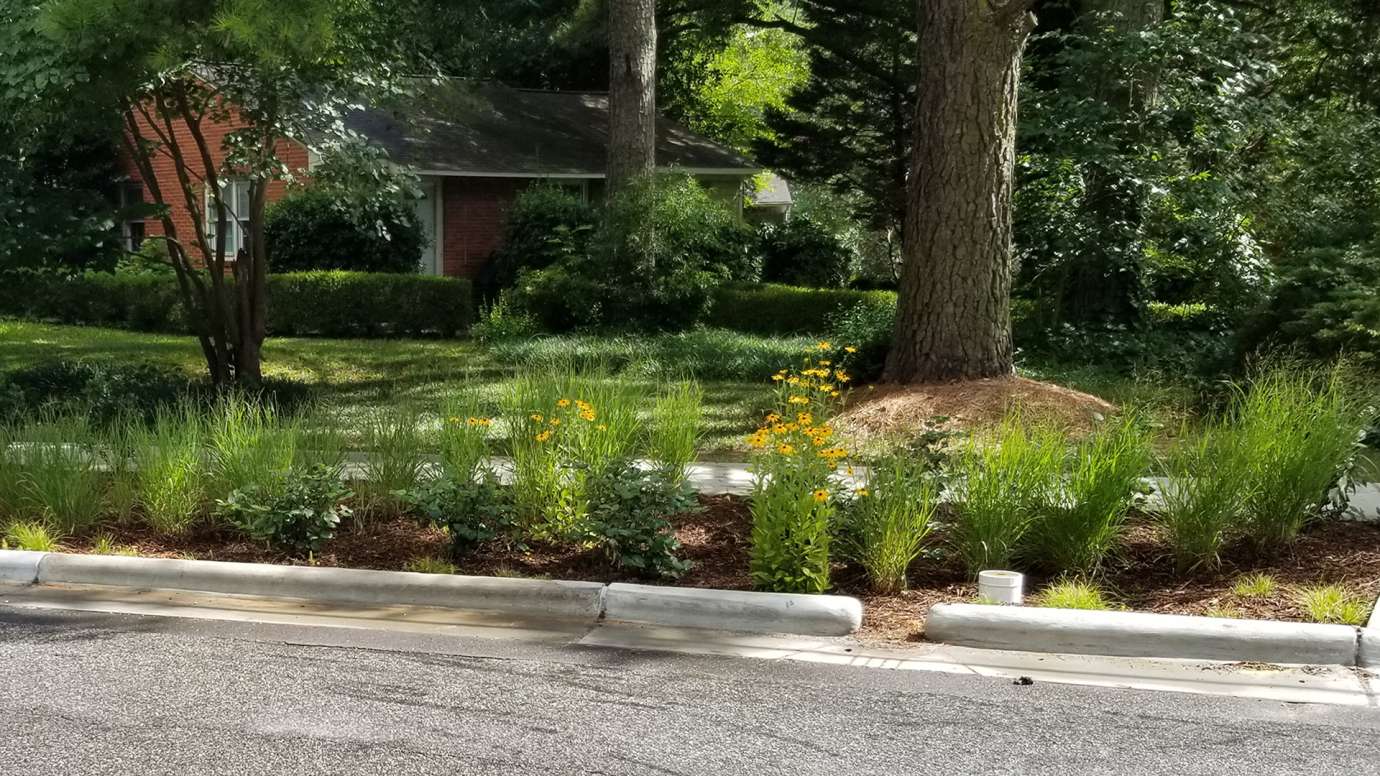 Plantings in bioretention area on Milburnie Road  