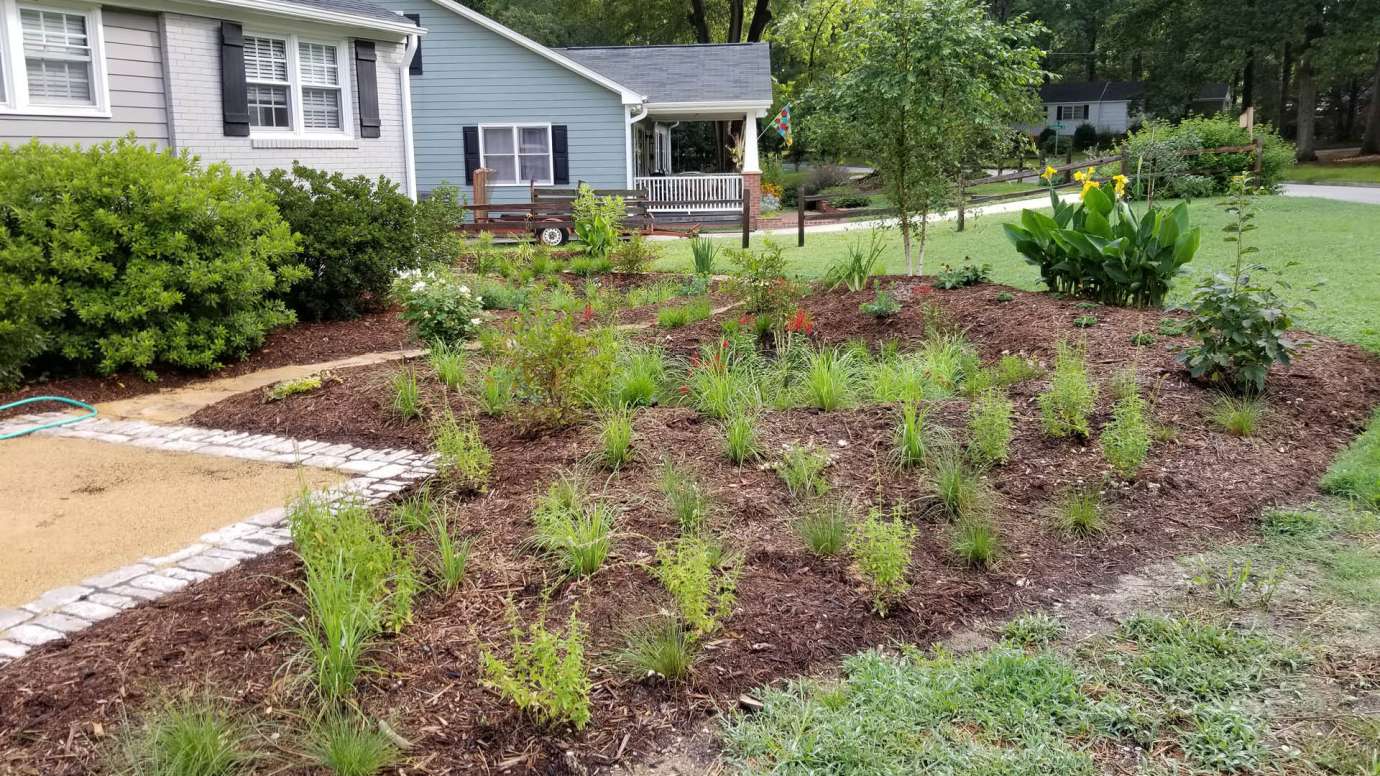 A rain garden in a front yard