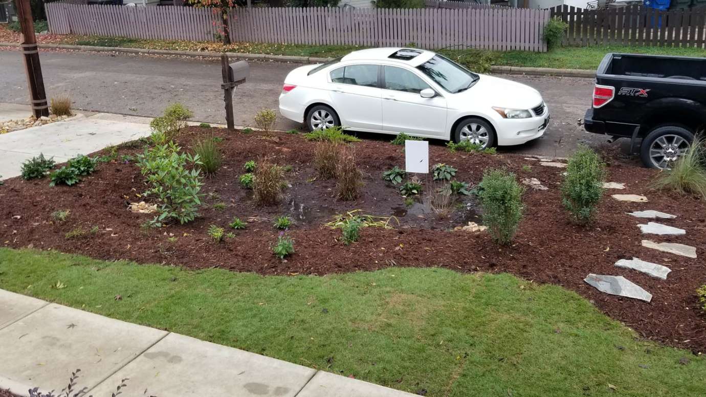 A rain garden with green plants and a stone path