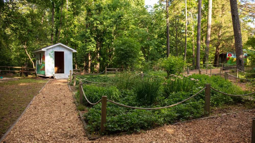 Garden beds with green growth and white shed in background