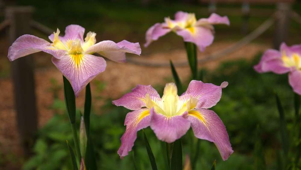 Blooming purple irises close up