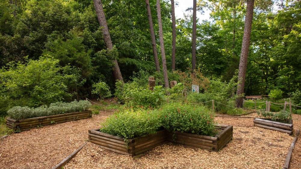 Garden view of plants growing