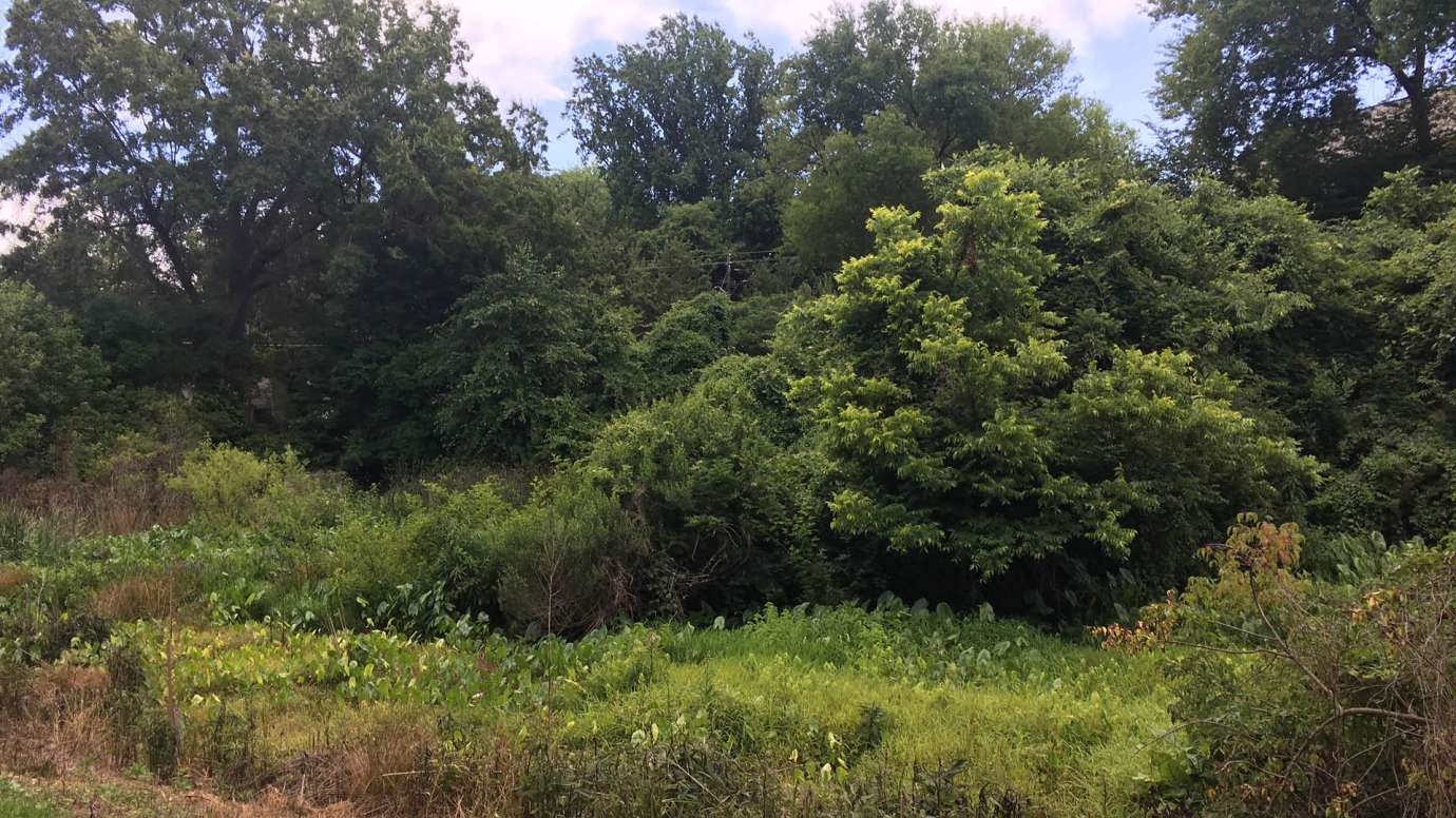 The man-made wetland in Fred Fletcher Park that made up of native plants and other greenery. The wetland helps soak up water and reduce pollution when it rains. 