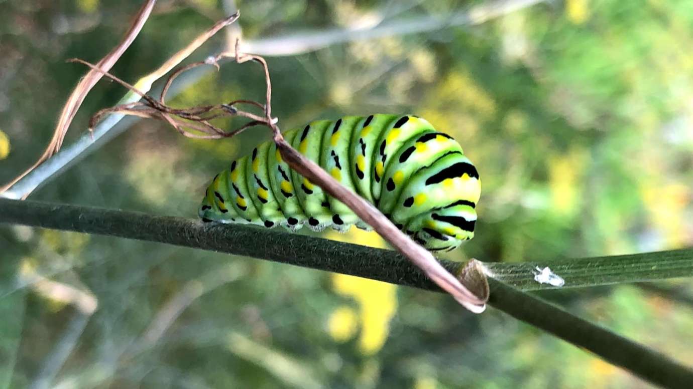 Black Swallowtail caterpillar ready to become chrysalis.