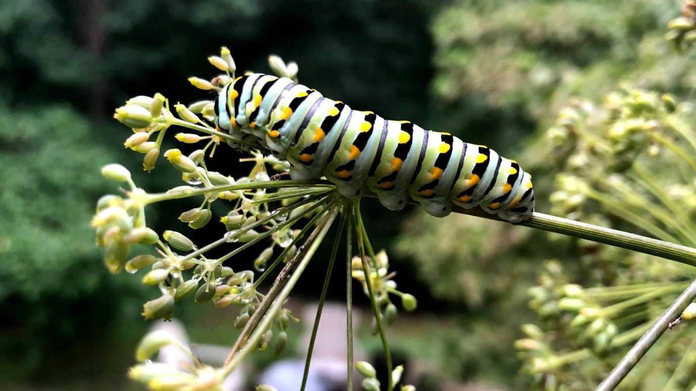 Caterpillar on branch