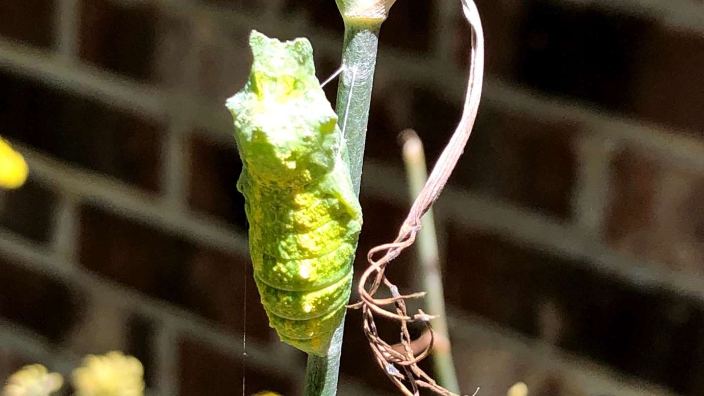 Black swallowtail chrysalis