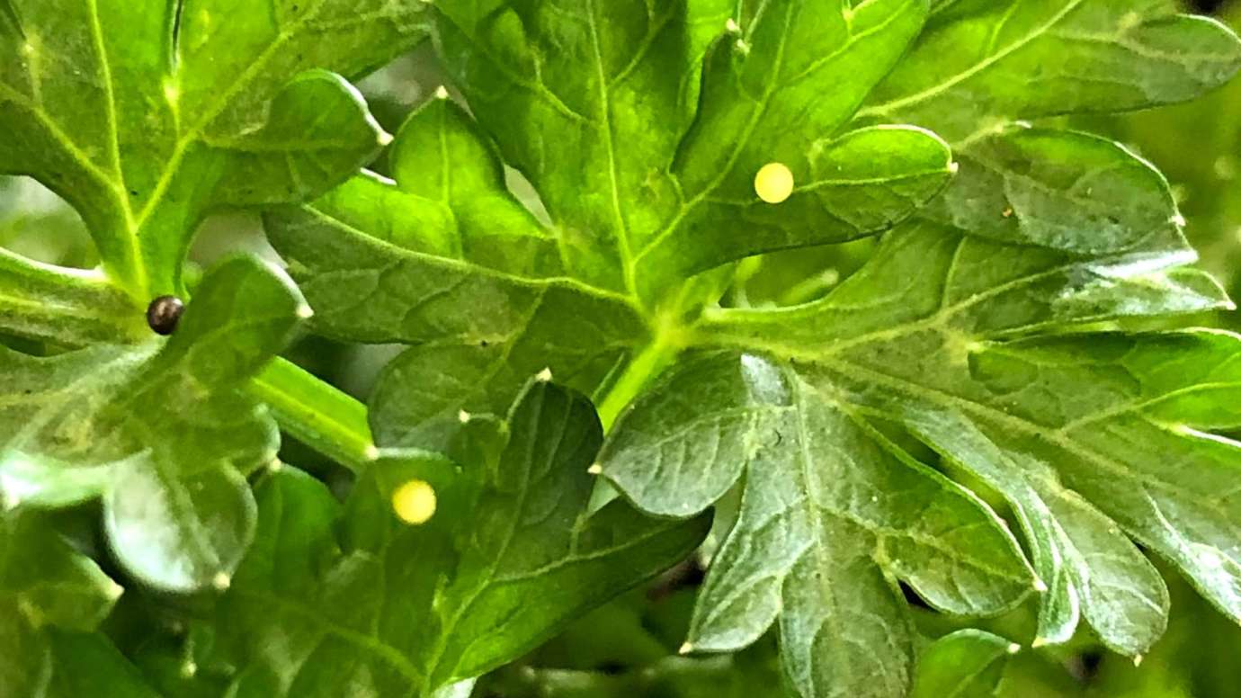 Green leaves with black orb like egg