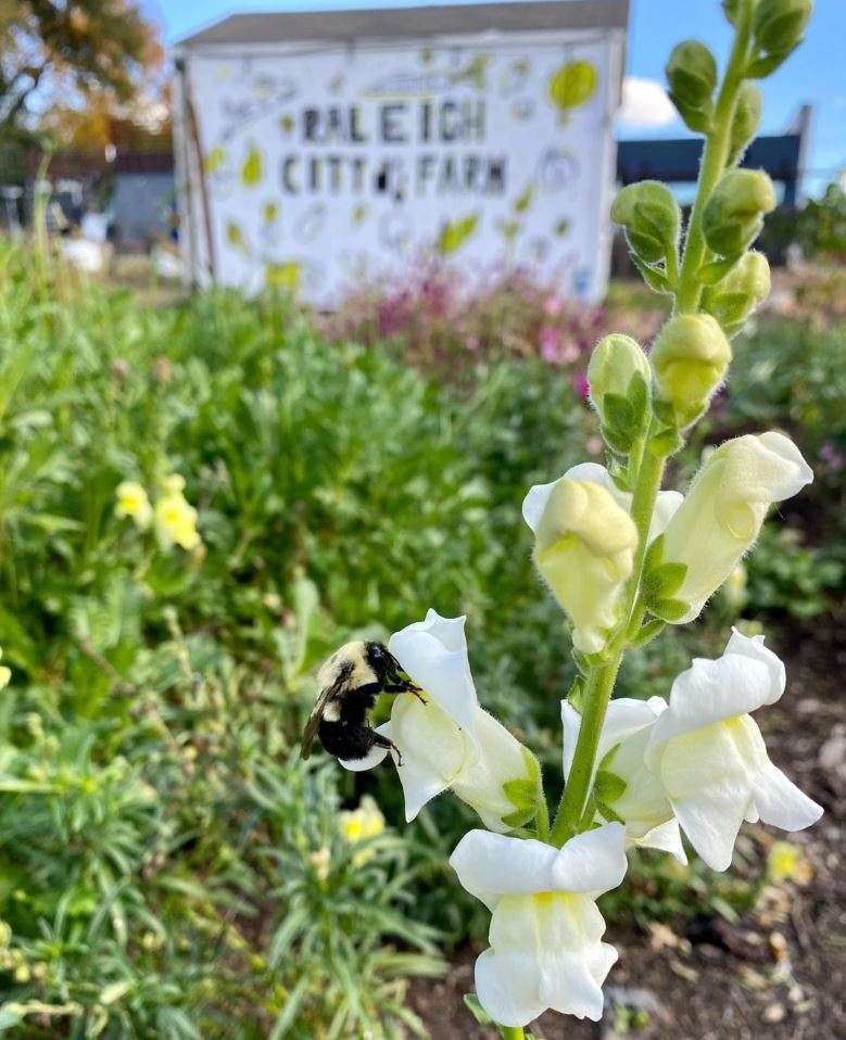 Bee on a flower in front of a sign that says Raleigh City Farm