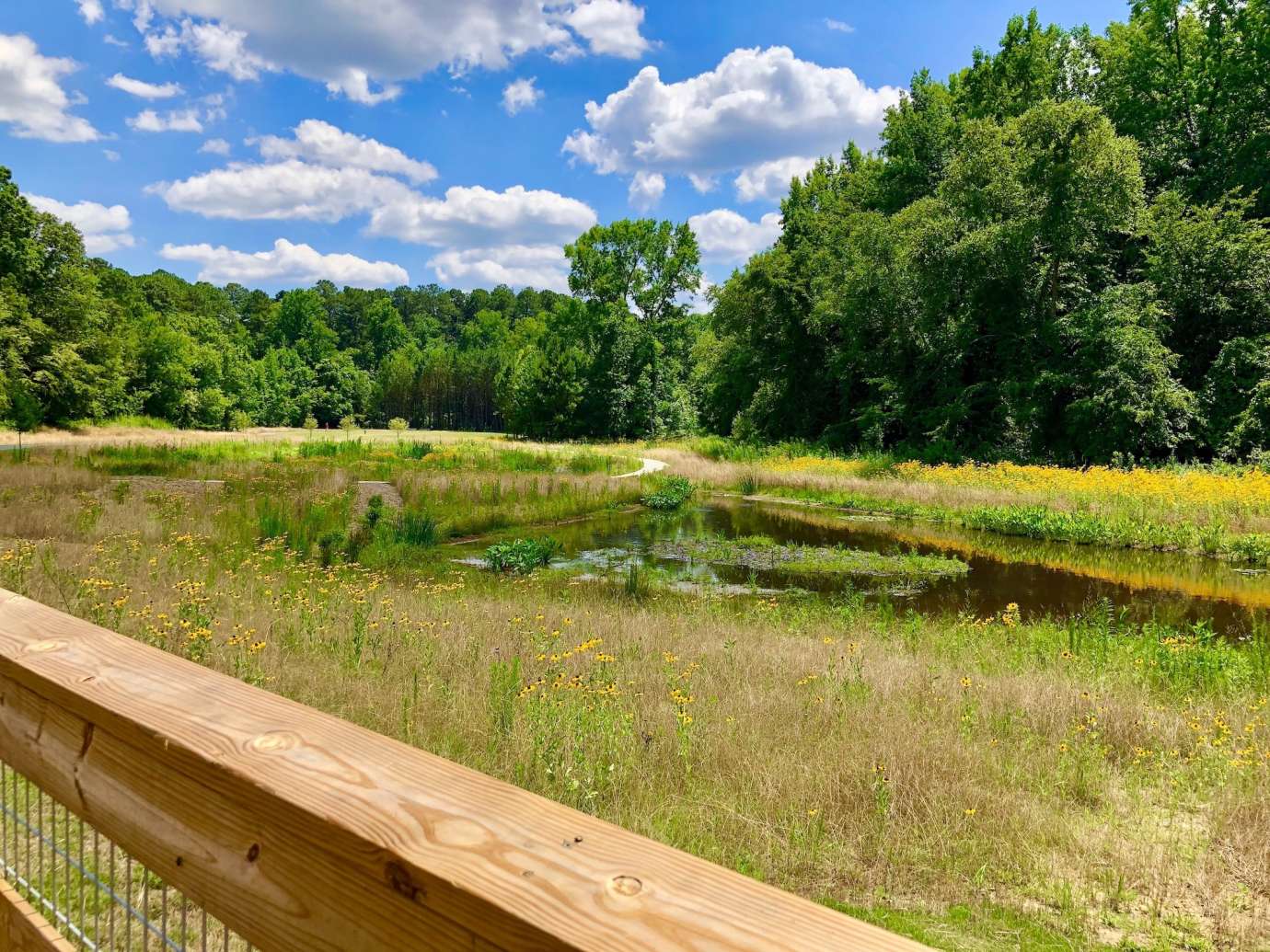 Wooten Meadow Park Wetland