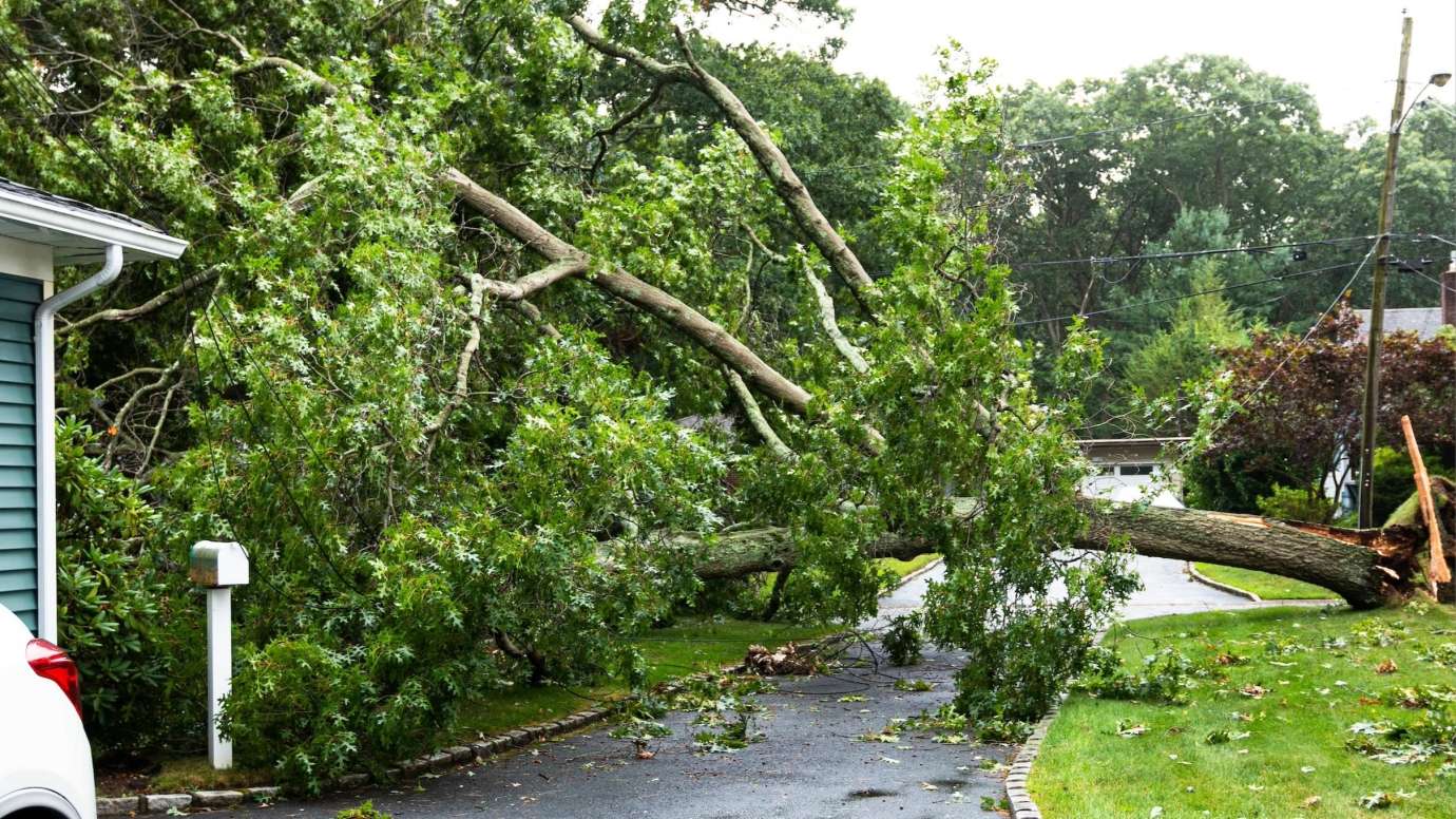 Fallen Tree