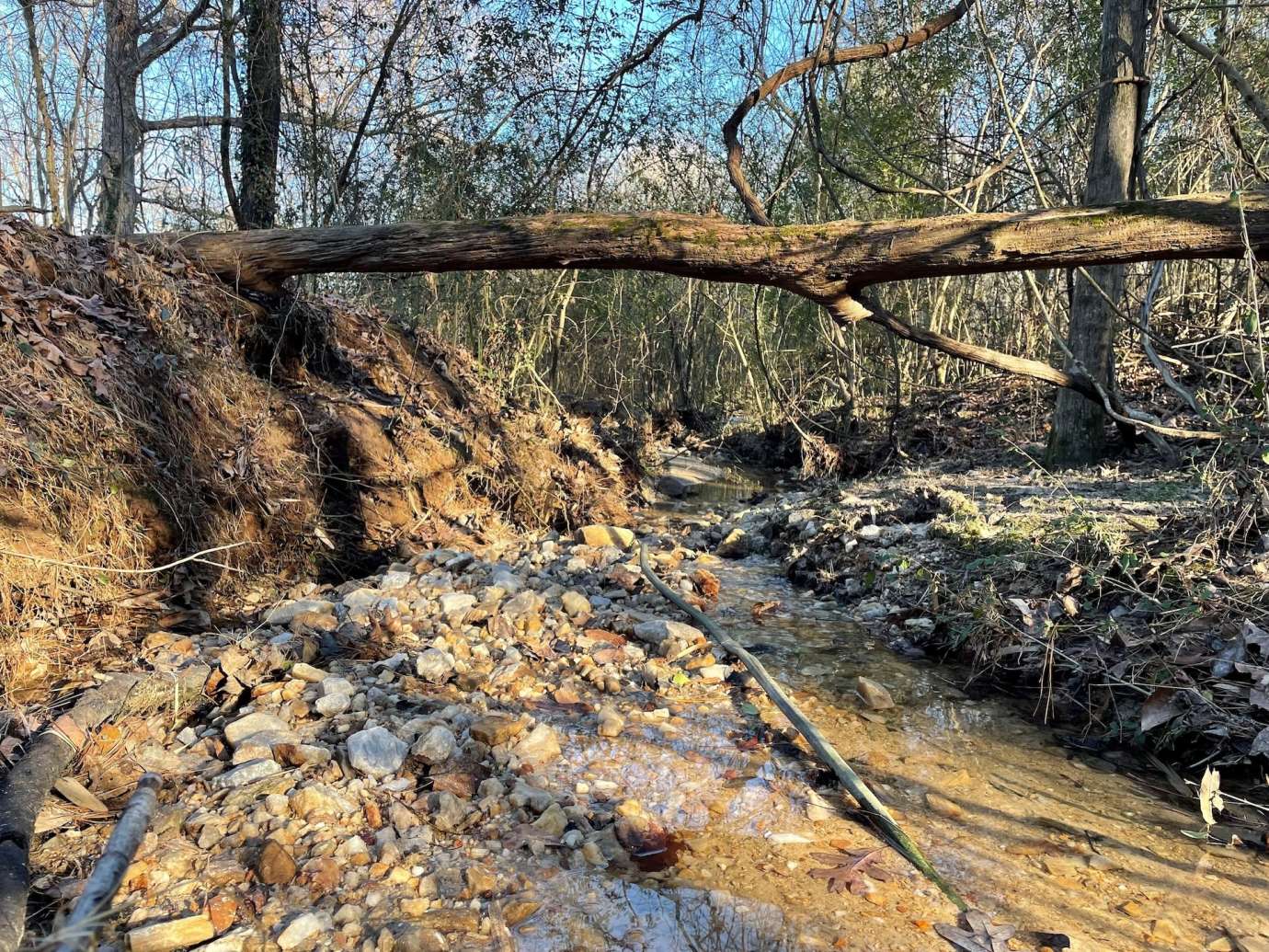 NC Art Museum Stream