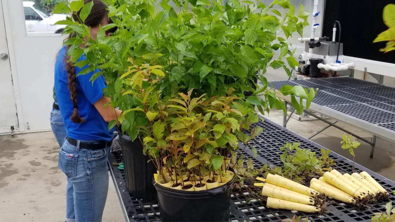 Buffer Builder Bag Plants